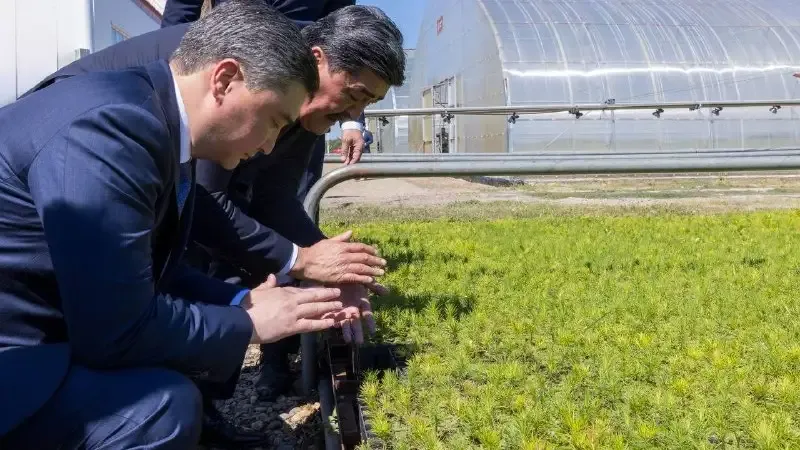 Семей орманы