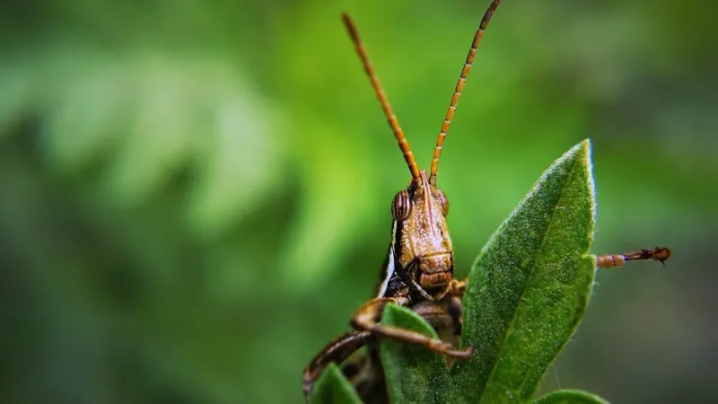 саранча в Казахстане