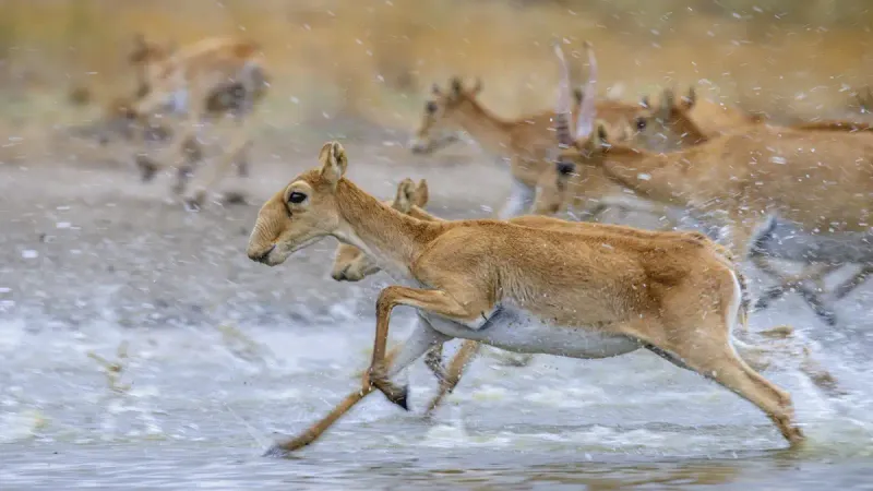 миграция животных