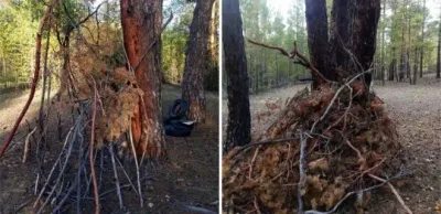 Заготовки для поджога в лесу «Семей Орманы» прокомментировали в прокуратуре