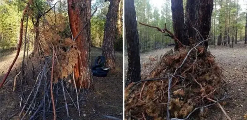 Заготовки для поджога в лесу «Семей Орманы» прокомментировали в прокуратуре