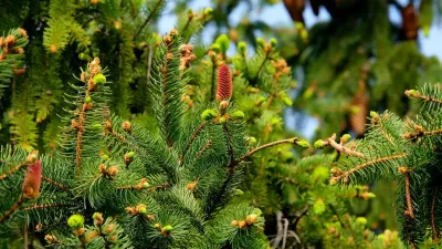 незаконная вырубка