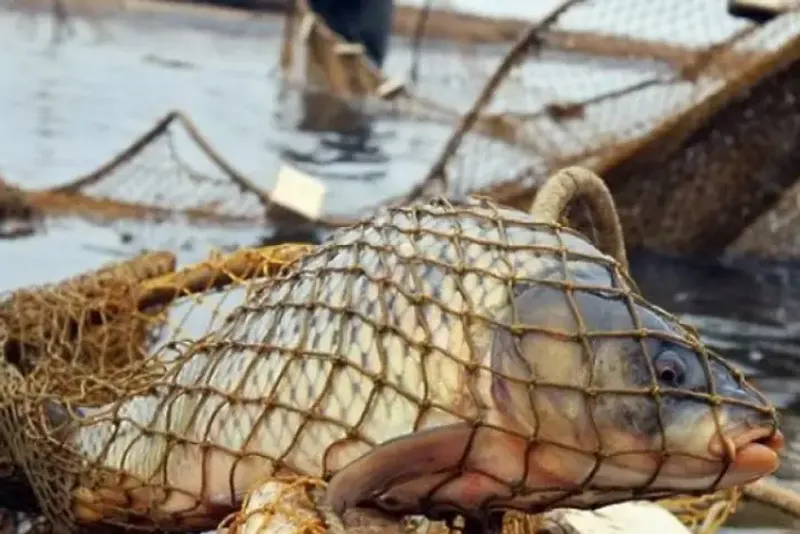 браконьер рыбалка Казахстан