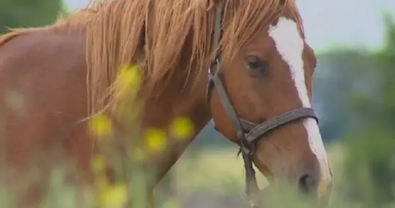Скотокрадов приговорили к 8 годам