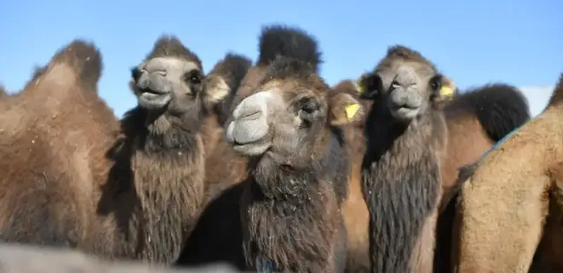 Суд разделил верблюдов
