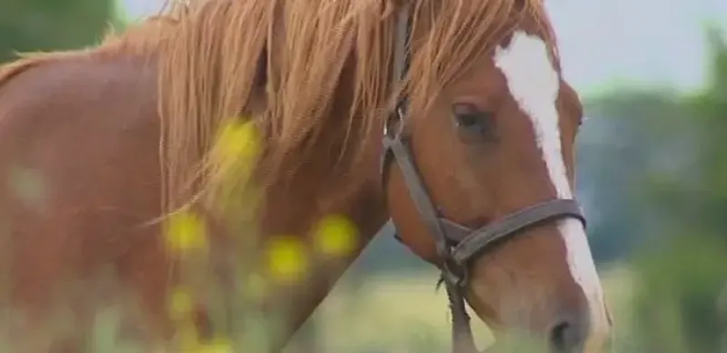 В Жамбылской области осудили скотокрадов
