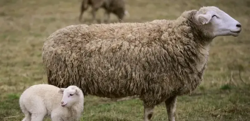 Жителя Павлодара осудили за скотокрадство