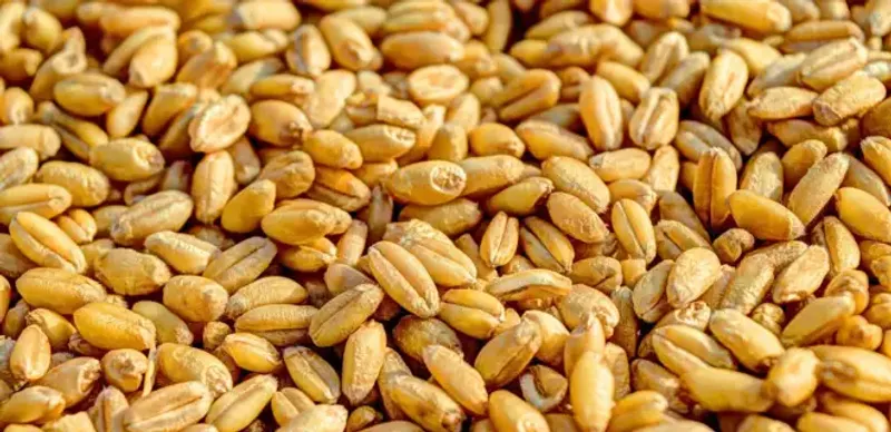 В Костанайской области осудили троих полицейских за вымогательство пшеницы у агрария