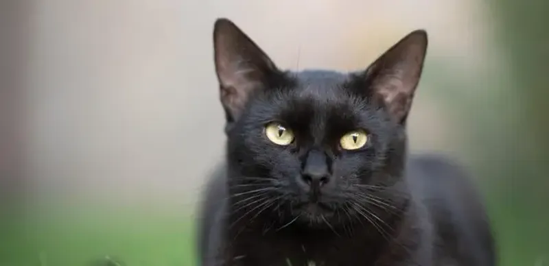 В Семее мужчина получил 90 часов общественных работ за убийство кота