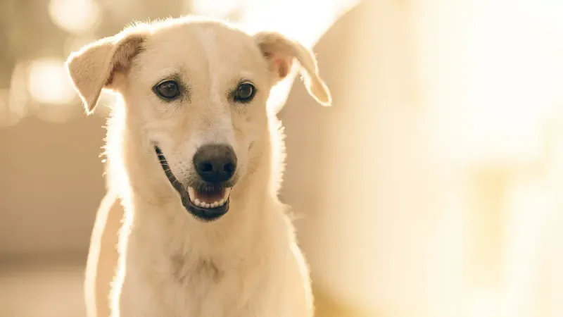 эфтаназия животных