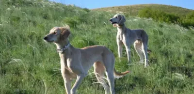 Вступил в силу закон по вопросам сохранения и воспроизводства казахских пород собак