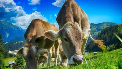 продление запрета на вывоз коров и овец из РК