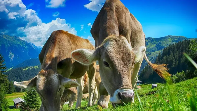 продление запрета на вывоз коров и овец из РК