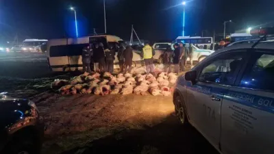 туши сайгака