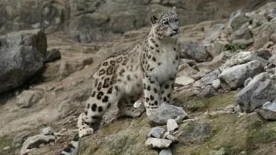 вред за незаконное уничтожение животных