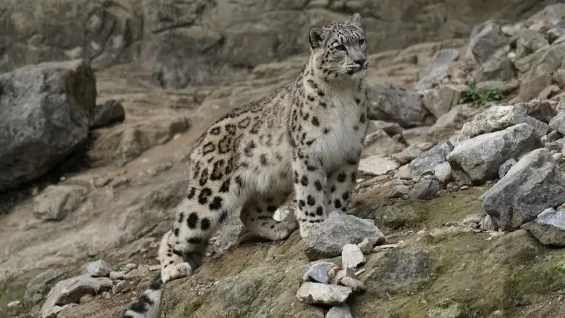 вред за незаконное уничтожение животных