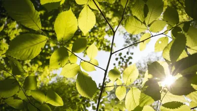 создание экопарка