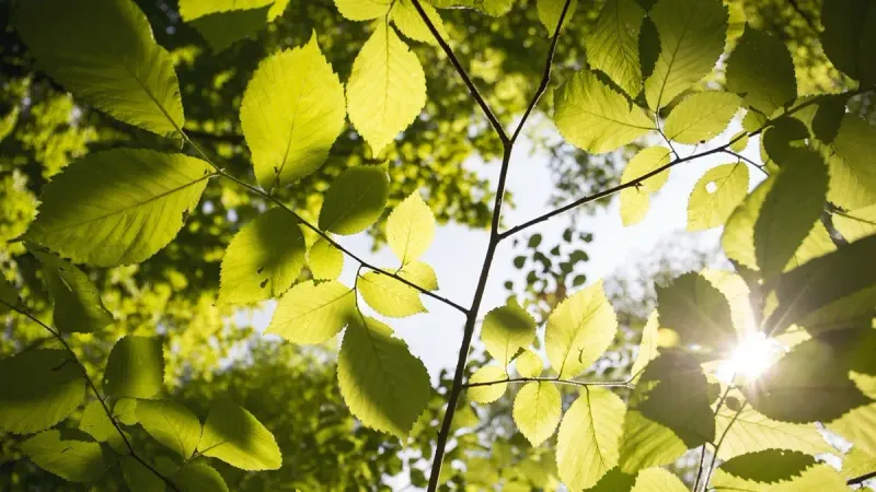 создание экопарка