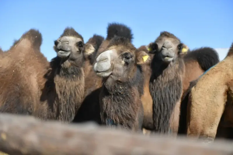 локомотив сбил верблюда