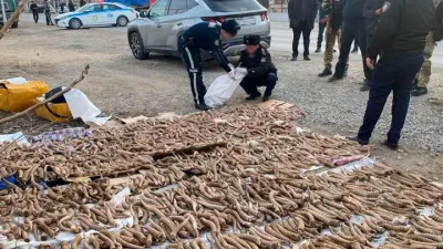 рога сайги в Жетысуской области