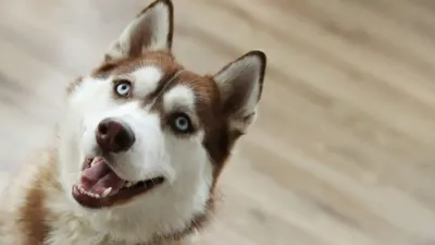 домашние животные