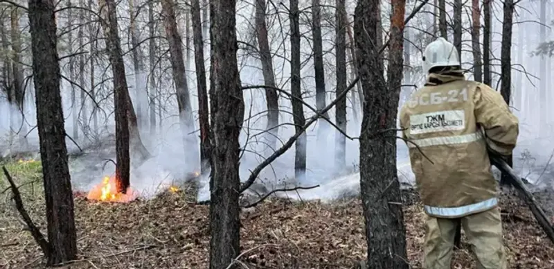 Уголовное дело о крупном лесном пожаре в Абайской области направили в суд