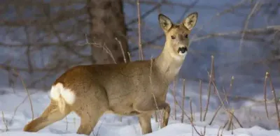 В ВКО осудили браконьера
