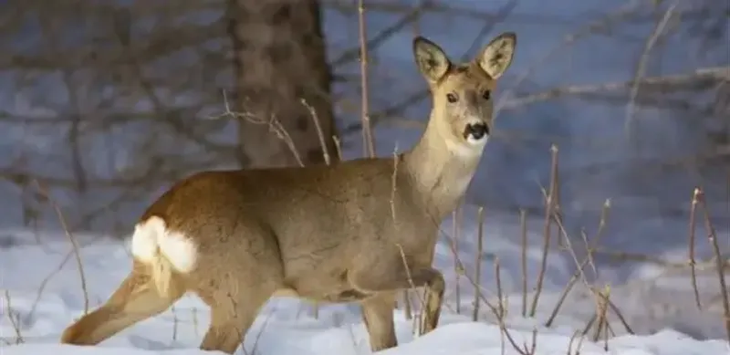 В ВКО осудили браконьера