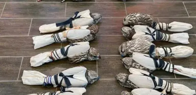 Контрабанду соколов балобанов пресекли сотрудники КНБ