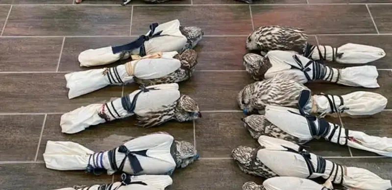 Контрабанду соколов балобанов пресекли сотрудники КНБ