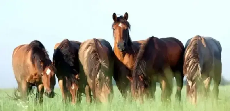 В Жамбылской области суд приговорил скотокрада за кражу лошадей на 10 млн тенге
