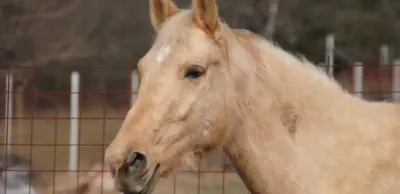В Жамбылской области суд вынес приговор по делу о краже 25 голов лошадей