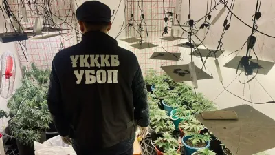 выращиваение каннабиса