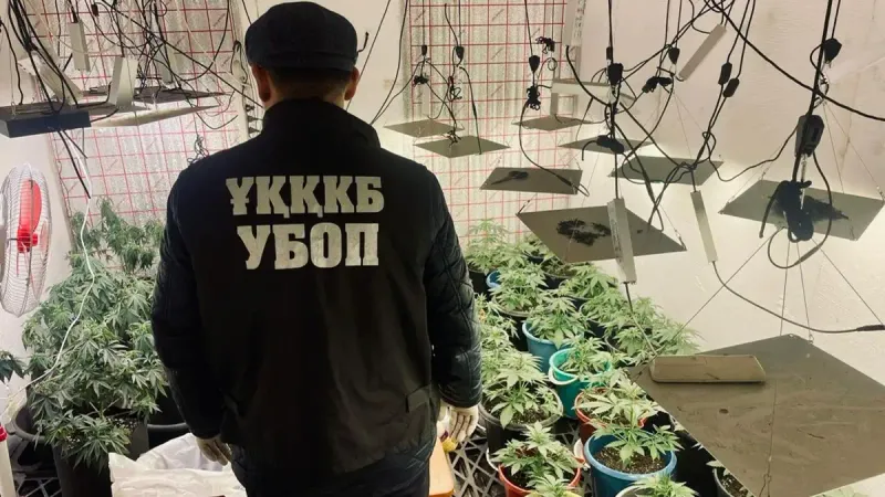выращиваение каннабиса