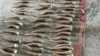 рога сайги пытались вывезти из Казахстана