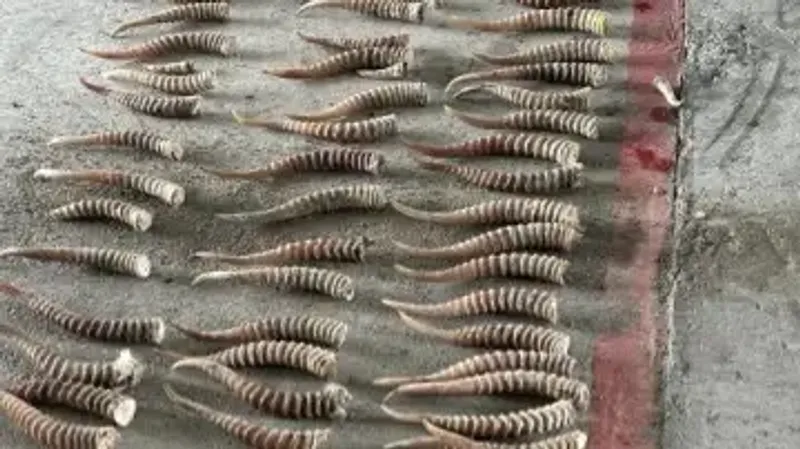 рога сайги пытались вывезти из Казахстана