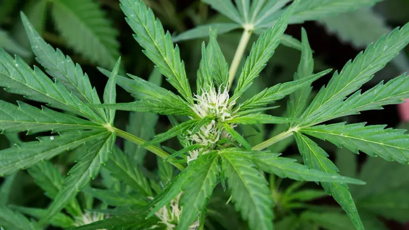культивирование марихуаны