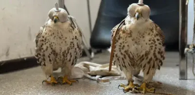 Водителя с краснокнижными птицами в авто задержали в Туркестанской области