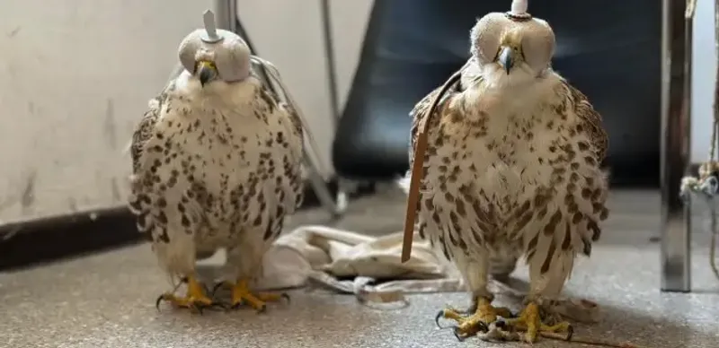 Водителя с краснокнижными птицами в авто задержали в Туркестанской области