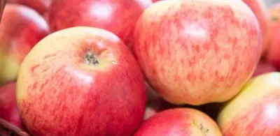 Международный бренд планируют сделать из алматинских яблок апорт