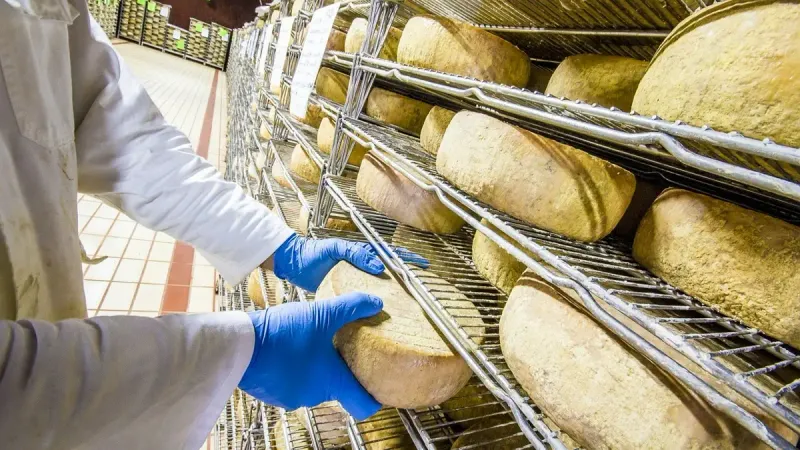 производство сыроварня