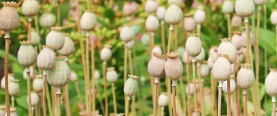 Afganistan opium