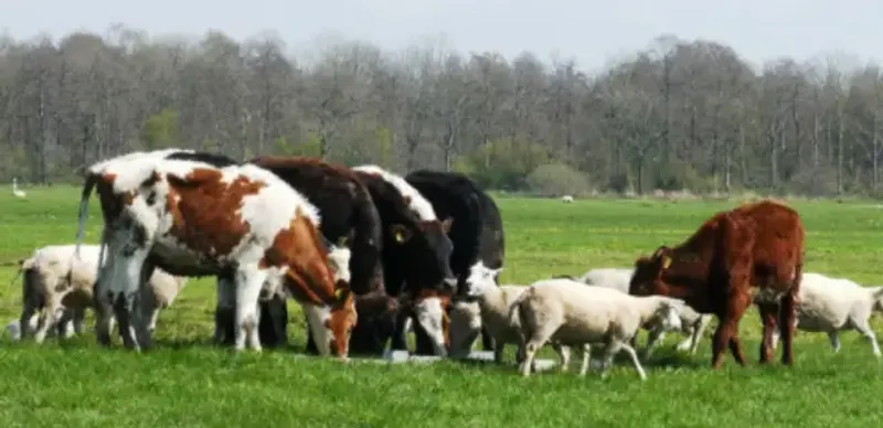 В Казахстане ввели запрет на вывоз отдельных сельскохозяйственных животных