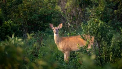 лесные животные