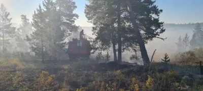 В Казахстане ведется работа по воспроизводству лесного фонда