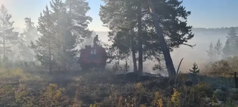 В Казахстане ведется работа по воспроизводству лесного фонда