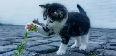 Суд вернул дело по живодеру прокурору