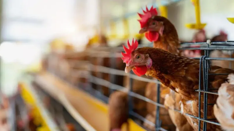 птицефабрика