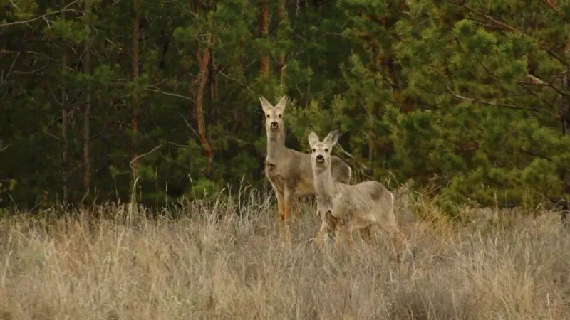охотничьи угодья