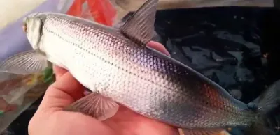 В ВКО суд оштрафовал браконьера